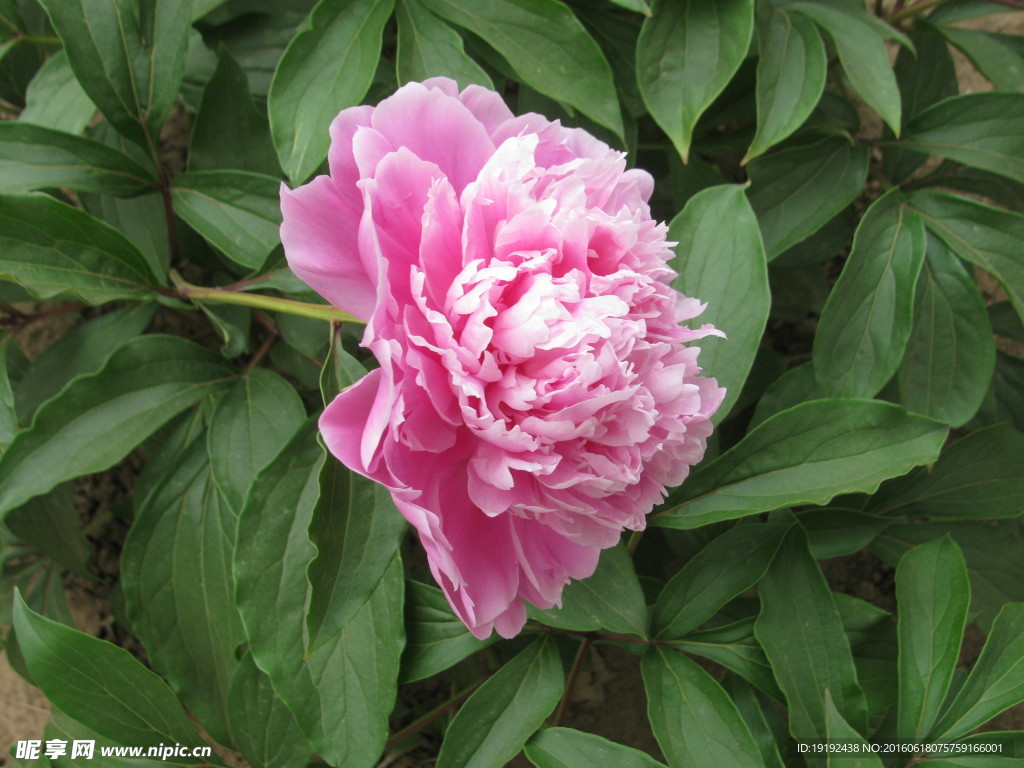 芍药