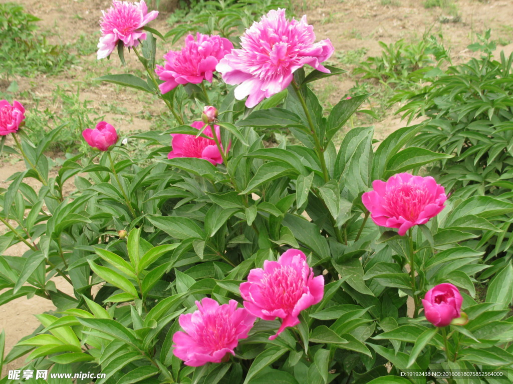 芍药