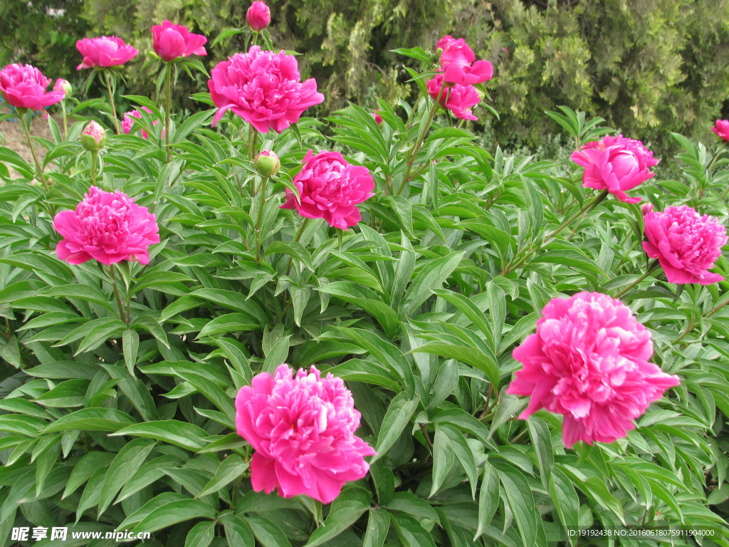 芍药