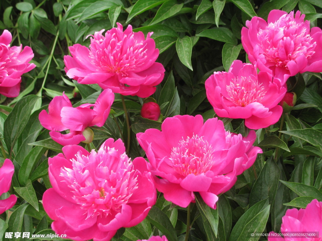 芍药