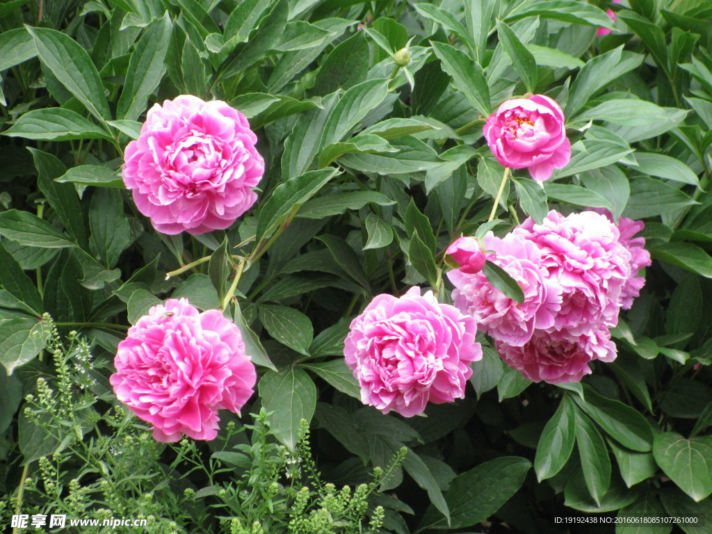 芍药
