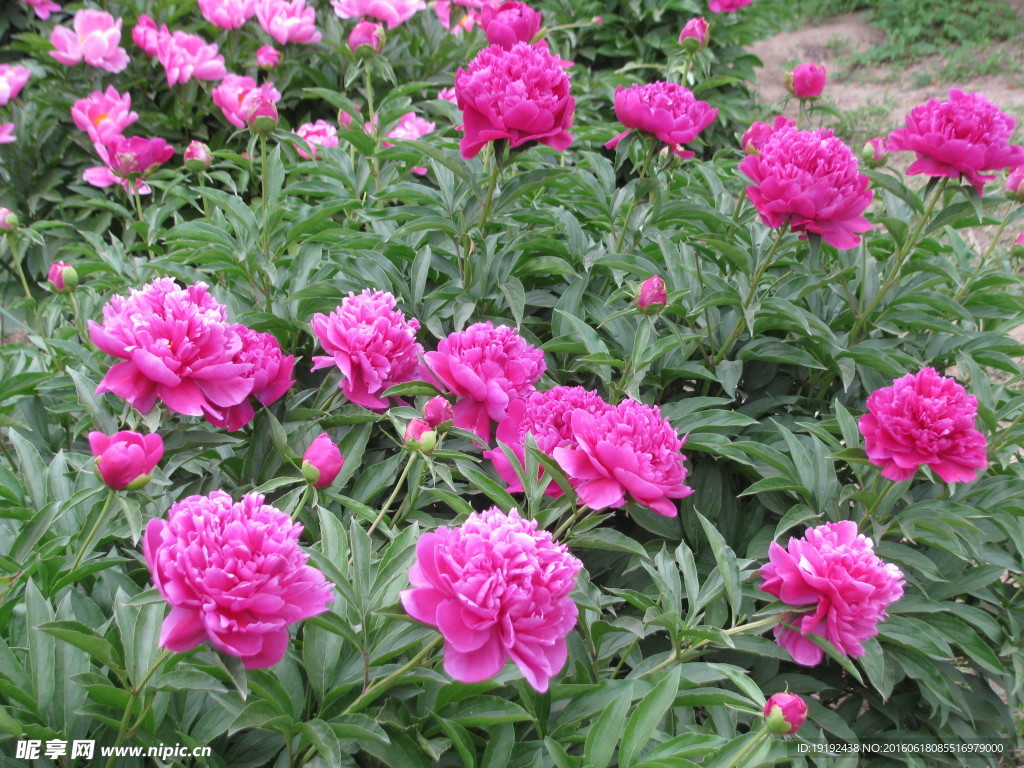 芍药