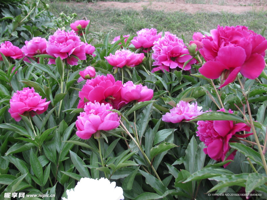 芍药
