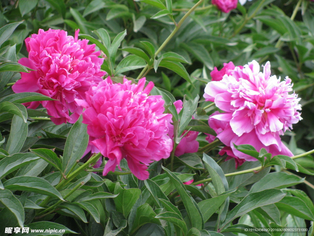 芍药