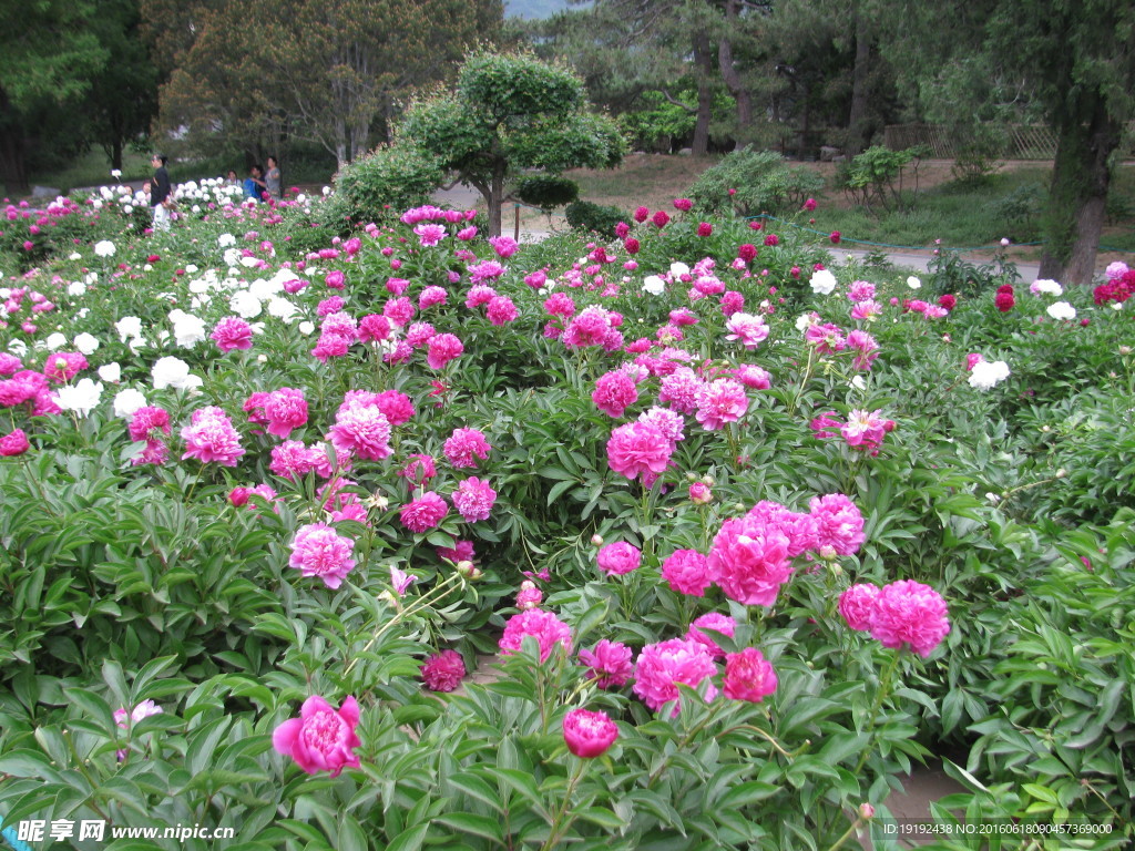 芍药