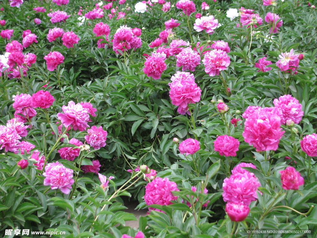 芍药