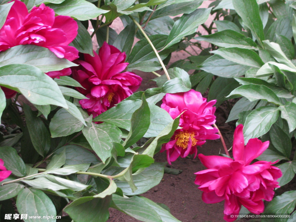 芍药