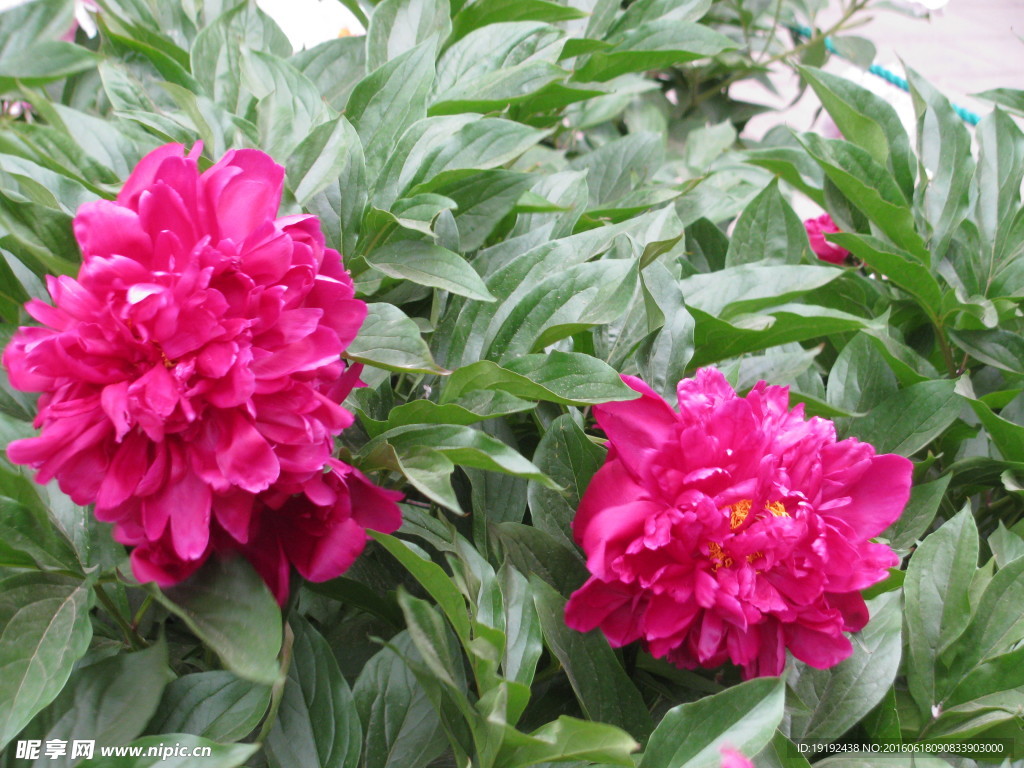 芍药