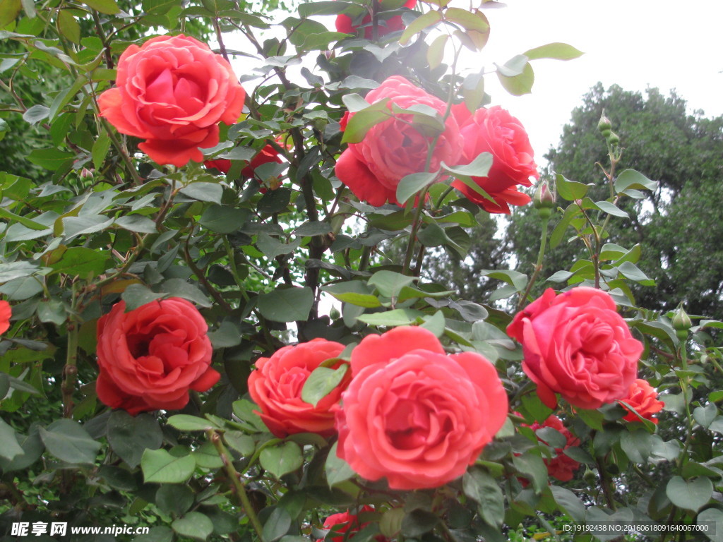 月季花
