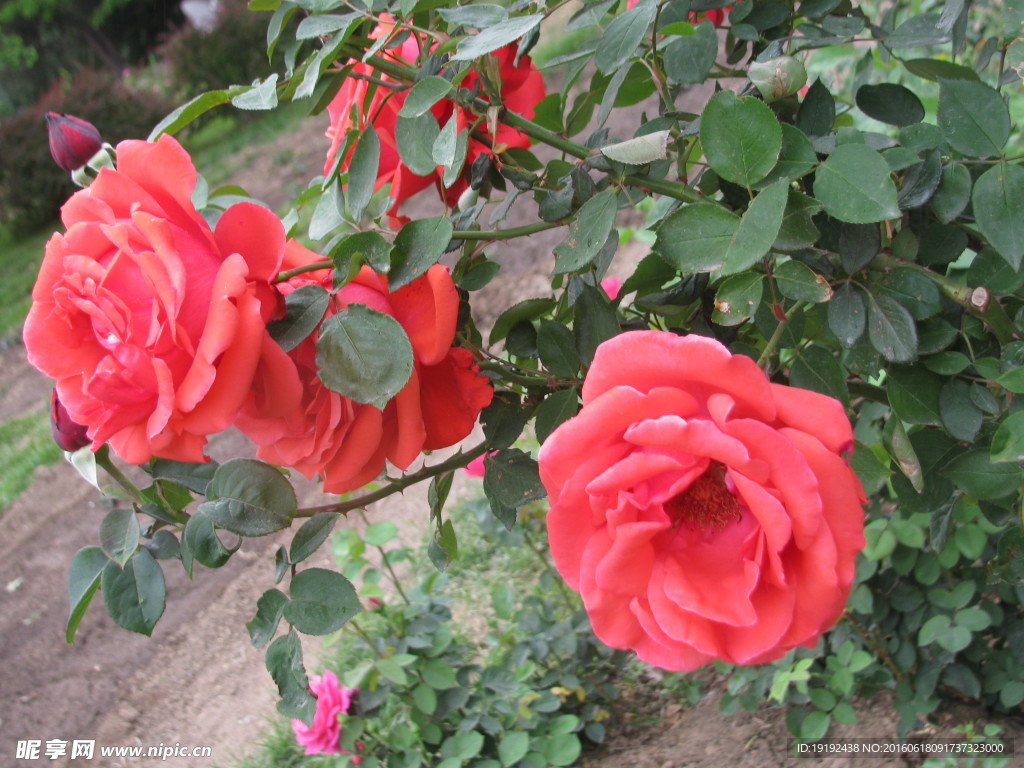 月季花