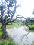 增城鹤之洲湿地公园