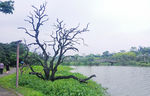 增城鹤之洲湿地公园