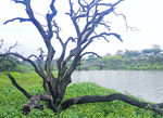 增城鹤之洲湿地公园