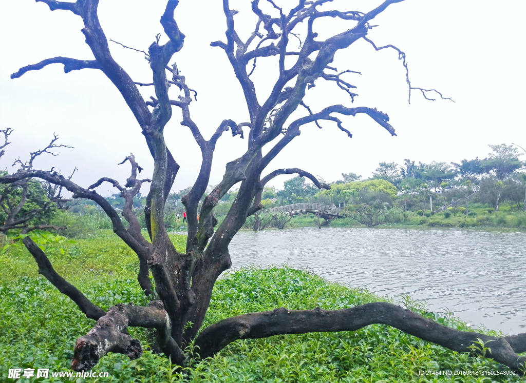 增城鹤之洲湿地公园