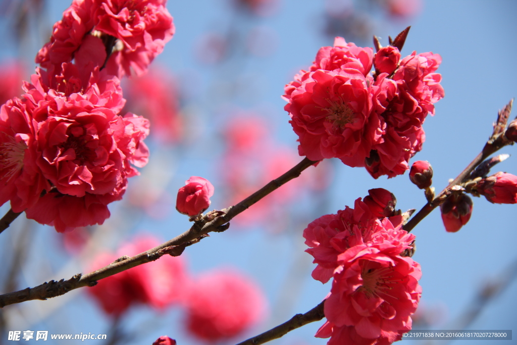 桃花