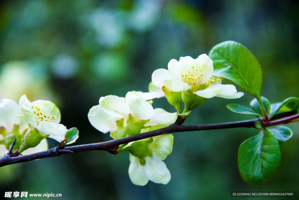 迎春花