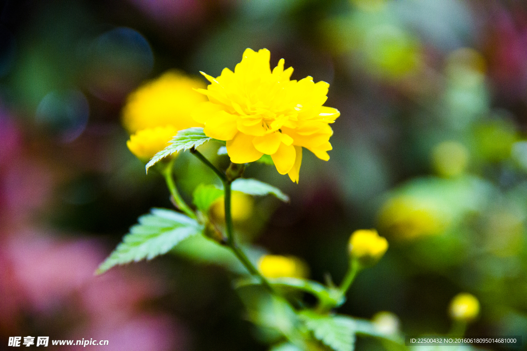 迎春花