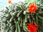 仙人虫花