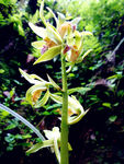 蕙兰花