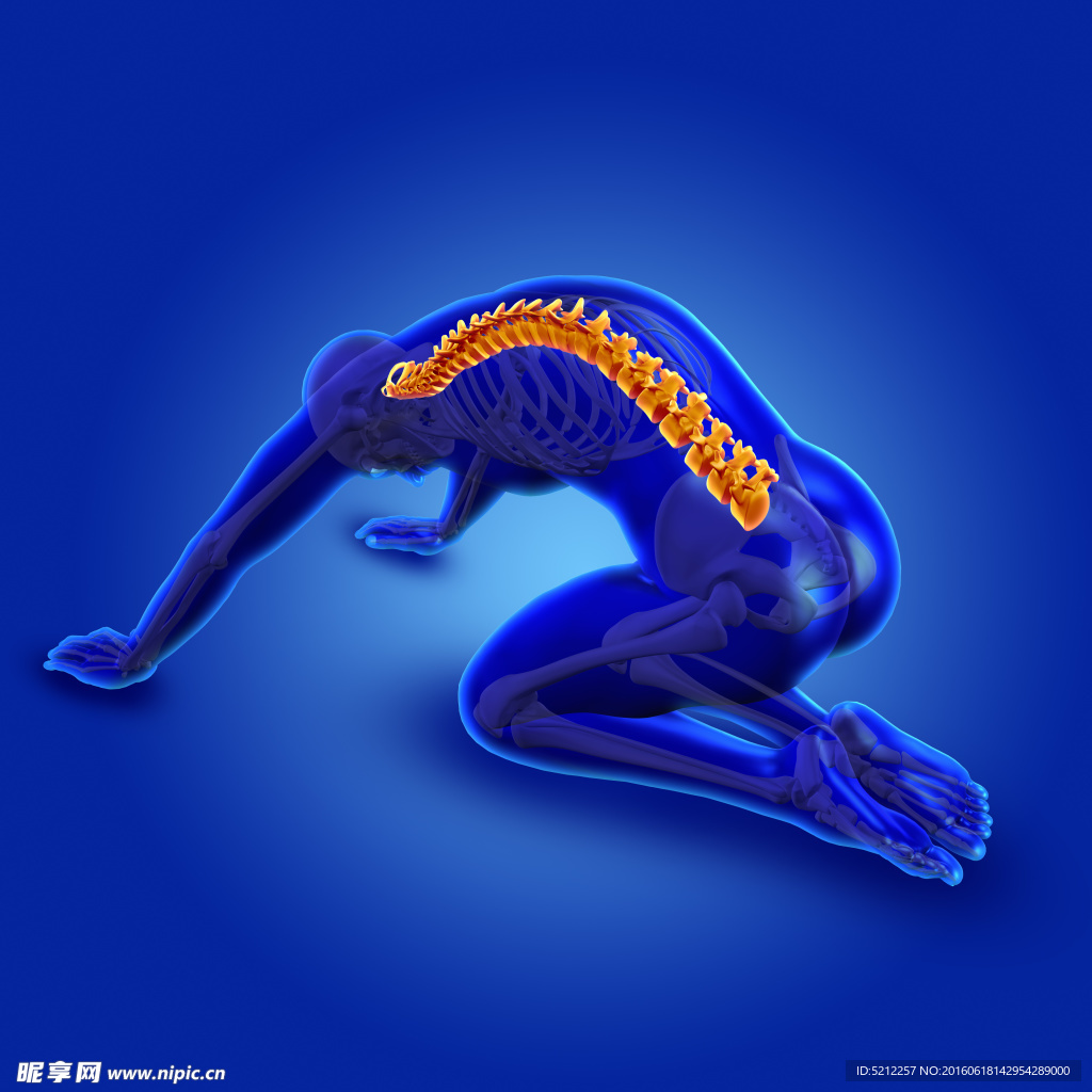 rgb40共享分举报收藏立即下载关 键 词:骨骼运动图 人体骨骼运动 人体