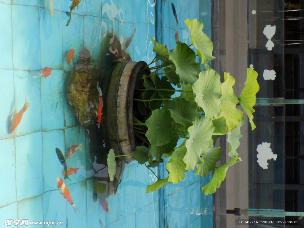 池塘荷叶