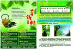 青钱柳茶