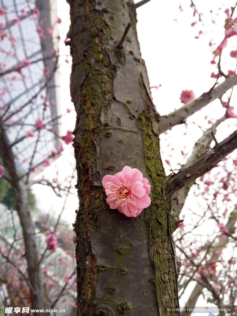 梅花