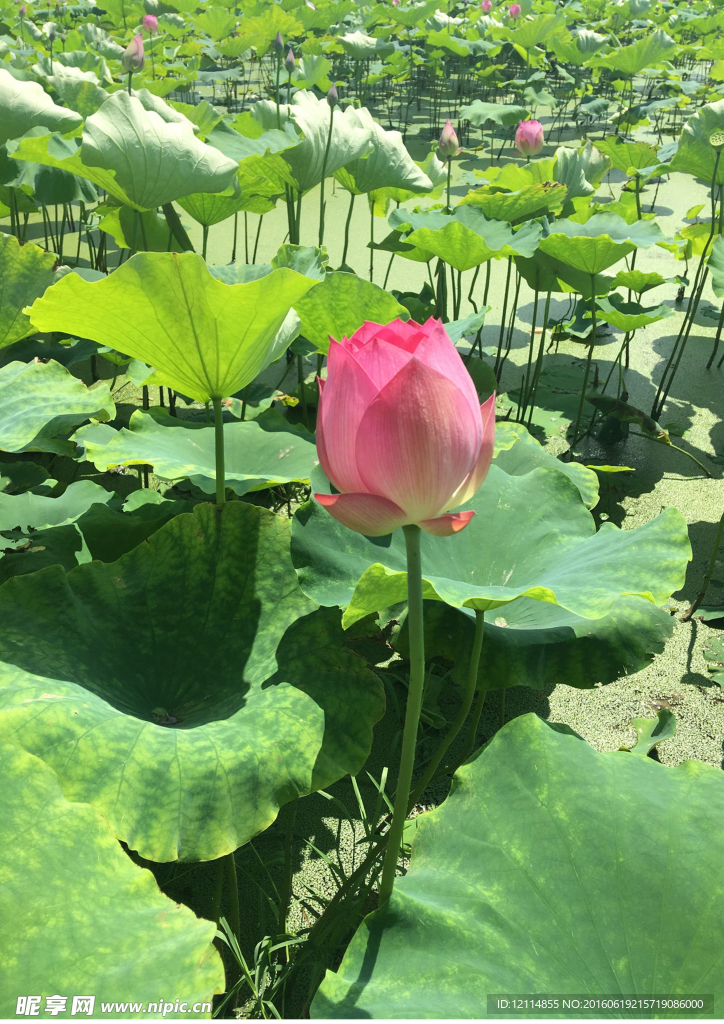 荷花
