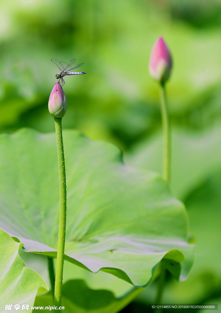 荷花