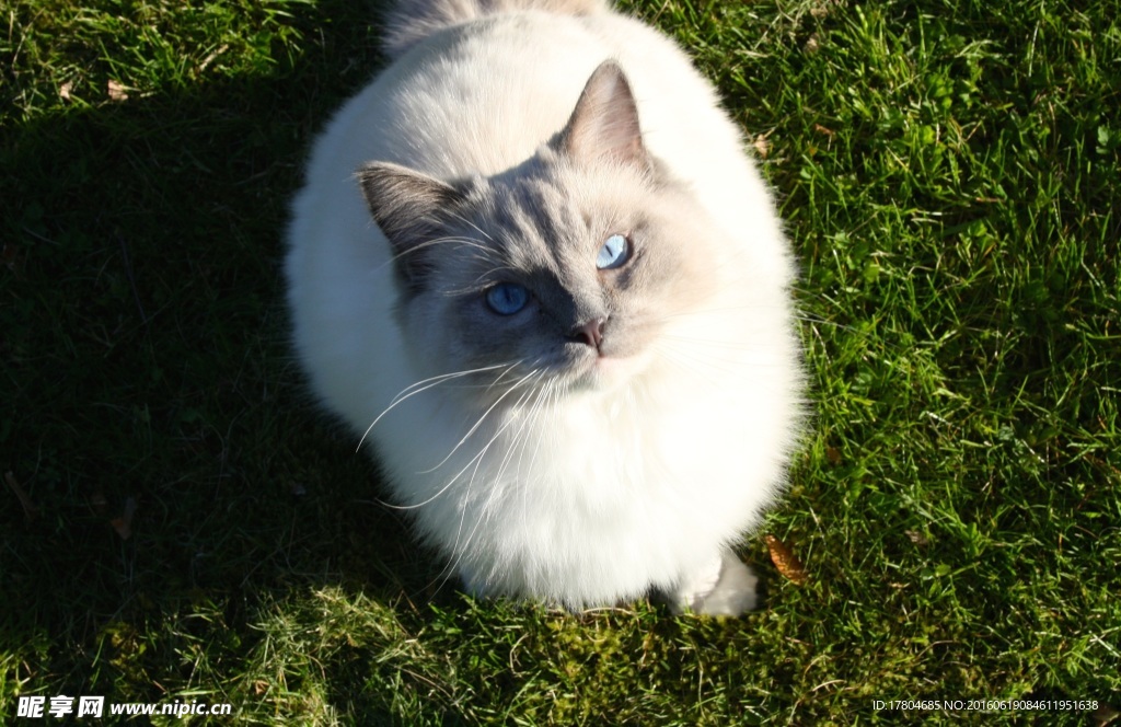 可爱的小白猫在阳光下