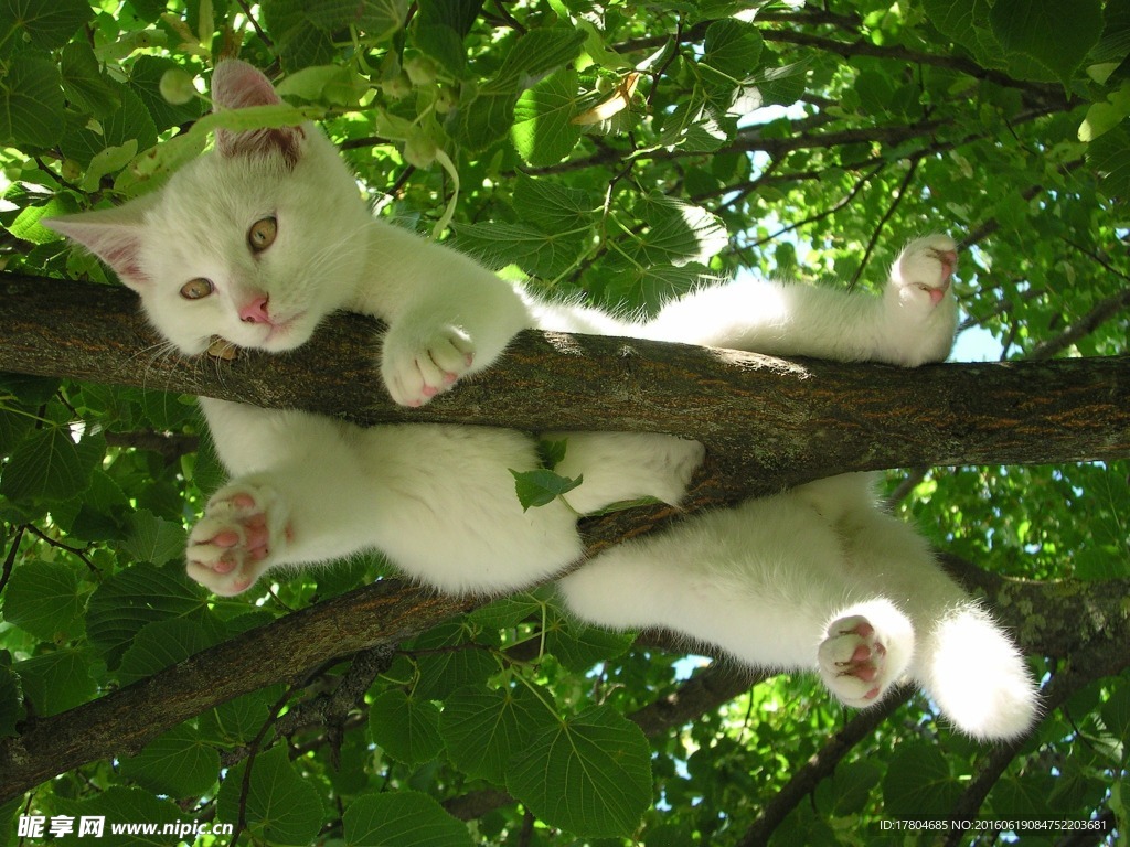 树枝上玩耍的猫