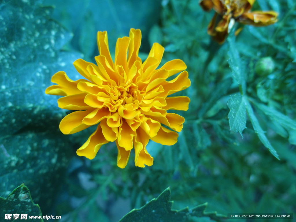 花