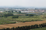 田野 麦田