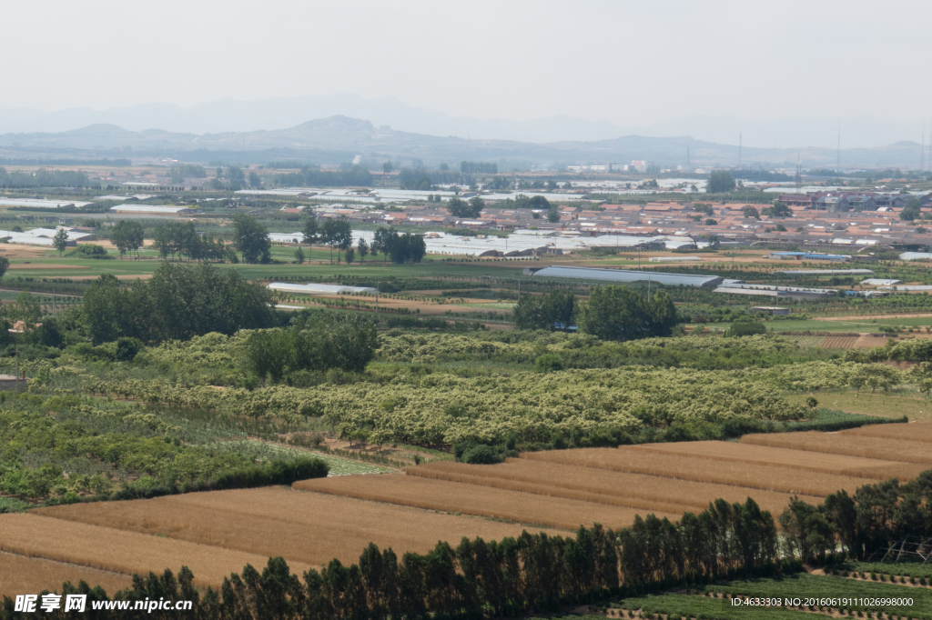 田野 麦田