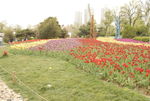 公园 花海
