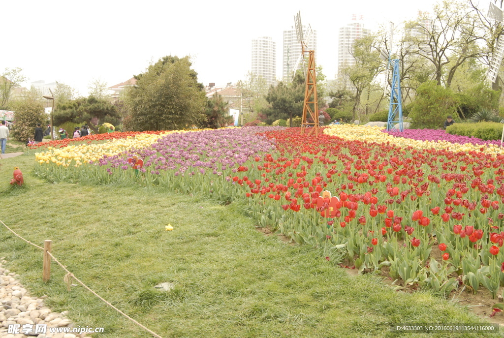 公园 花海