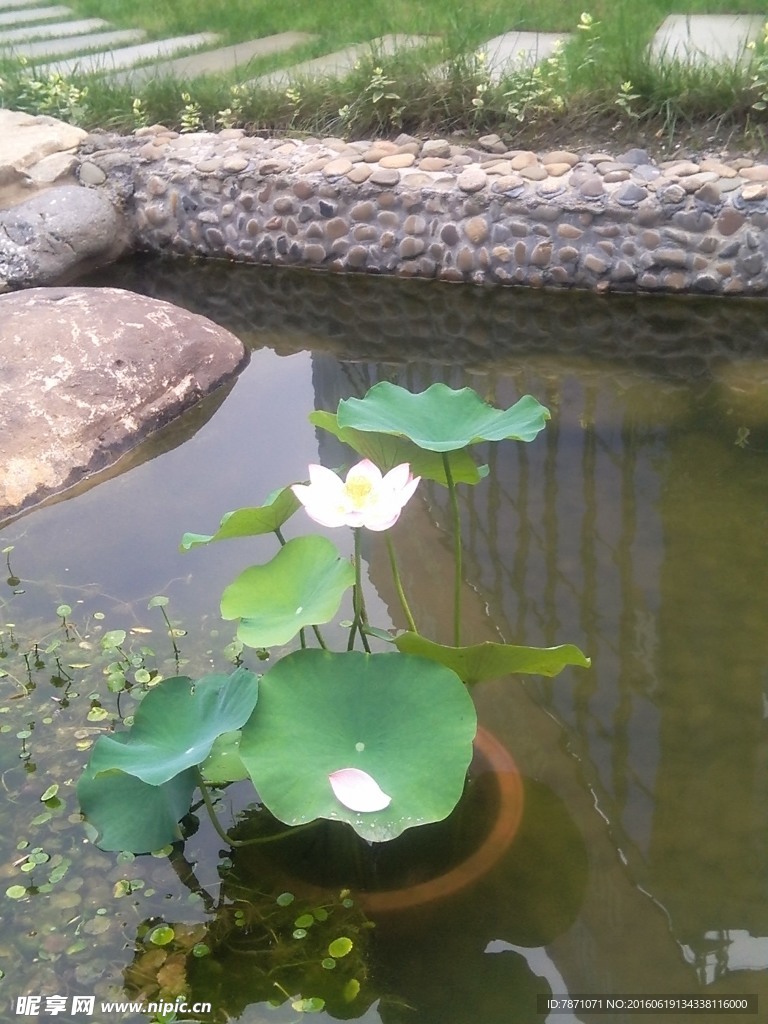 荷花