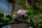 三月梨树花