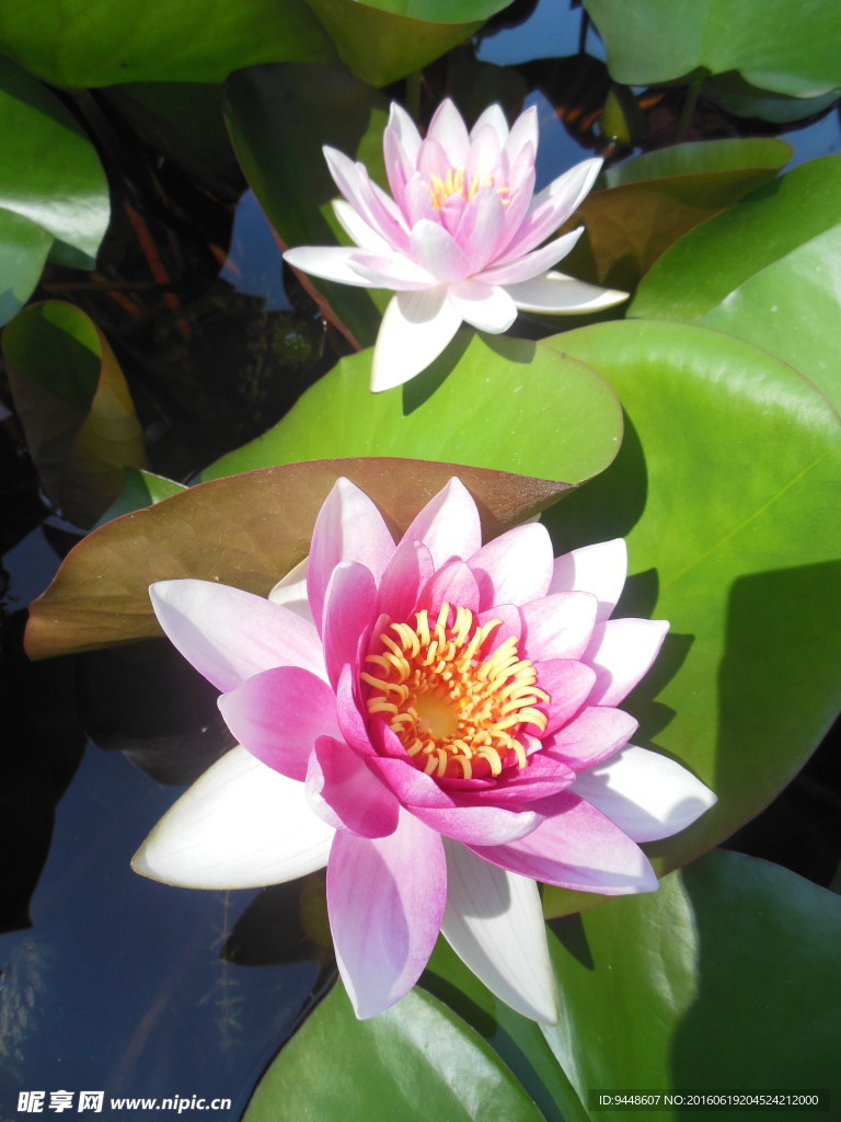 睡莲花