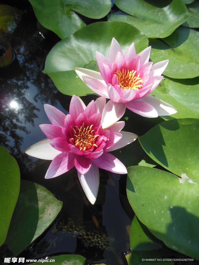 睡莲花