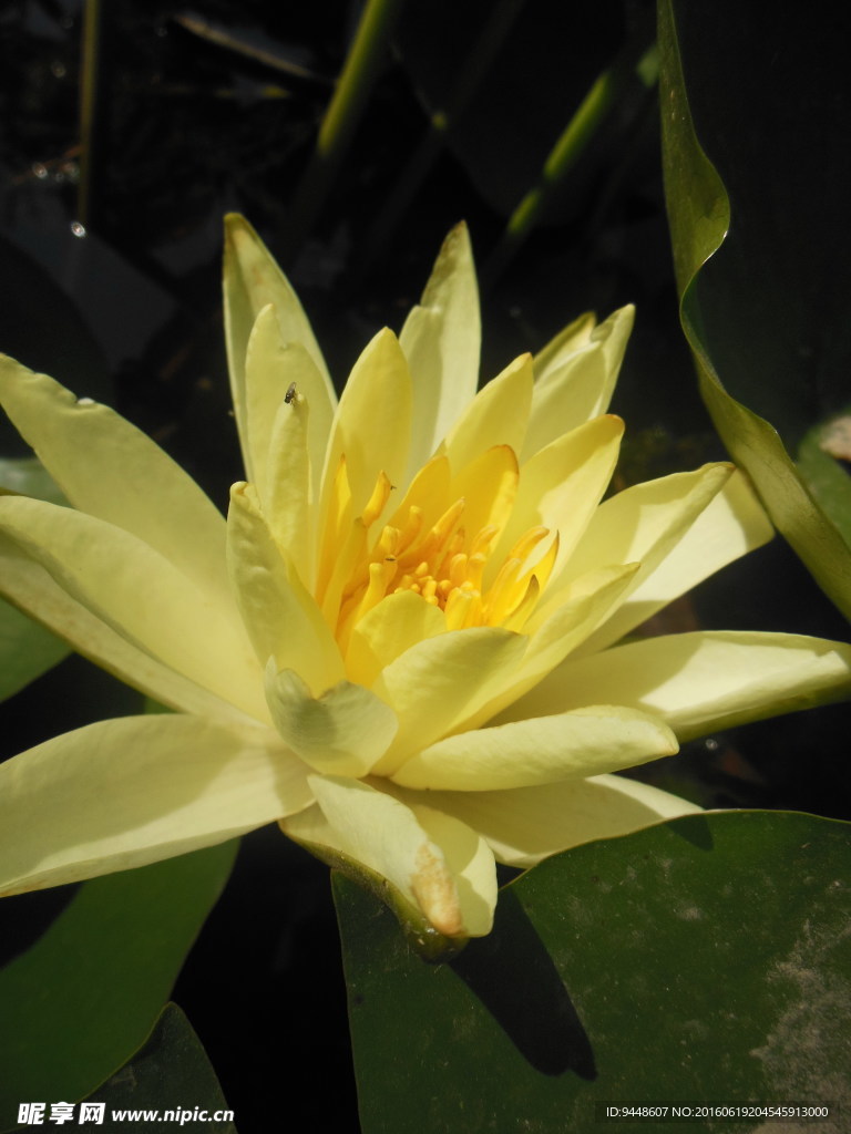 睡莲花