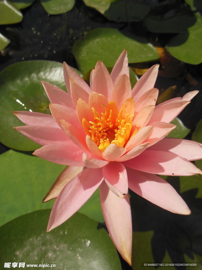 睡莲花
