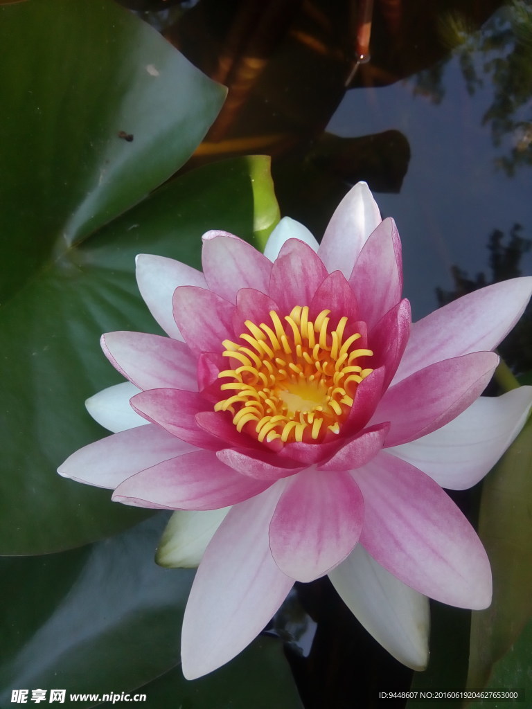 睡莲花
