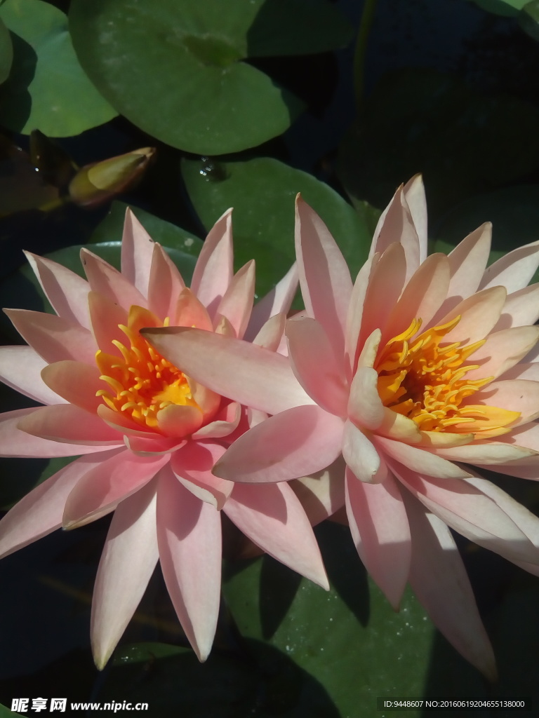 睡莲花
