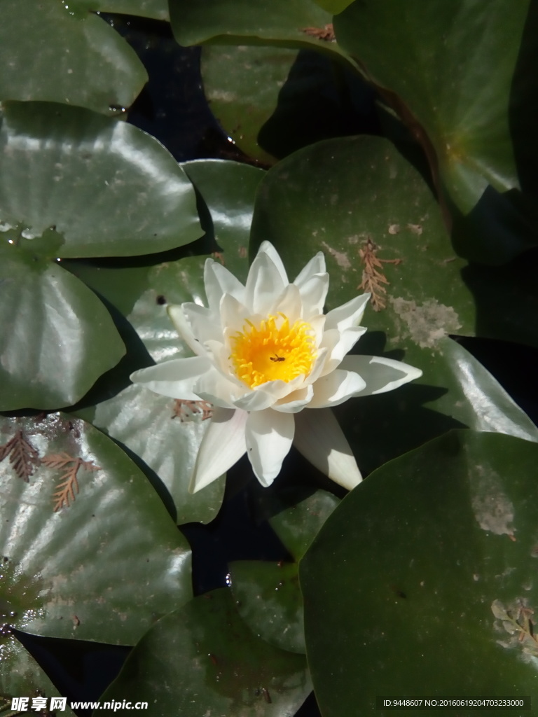 睡莲花