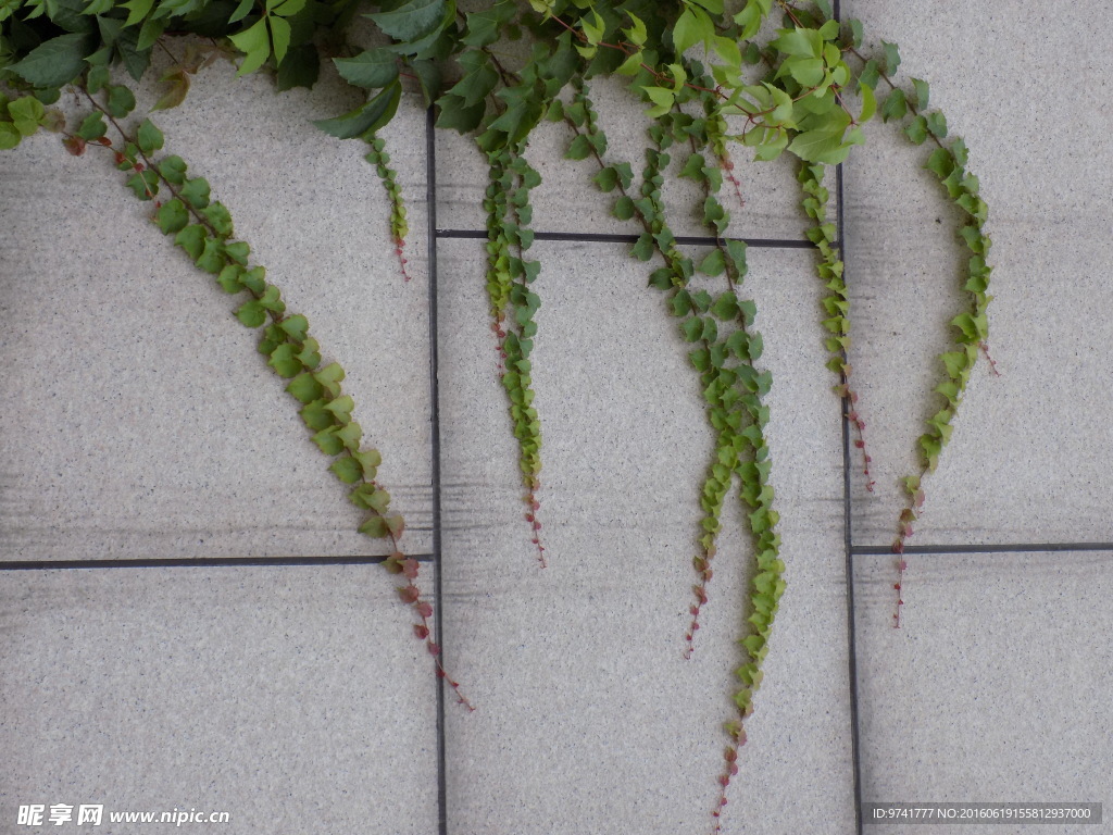爬山虎