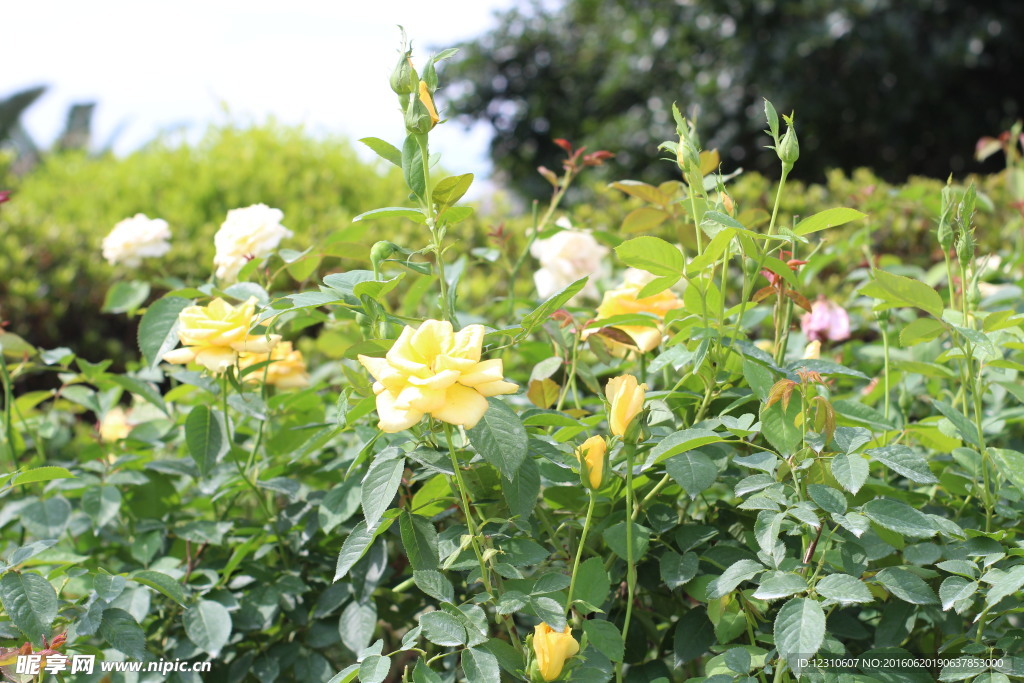 月季花