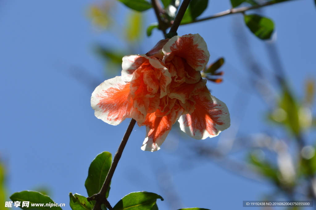 石榴花