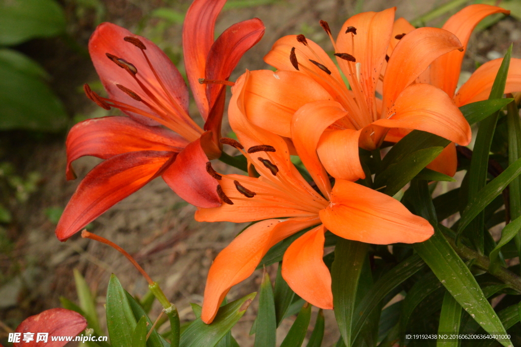 百合花