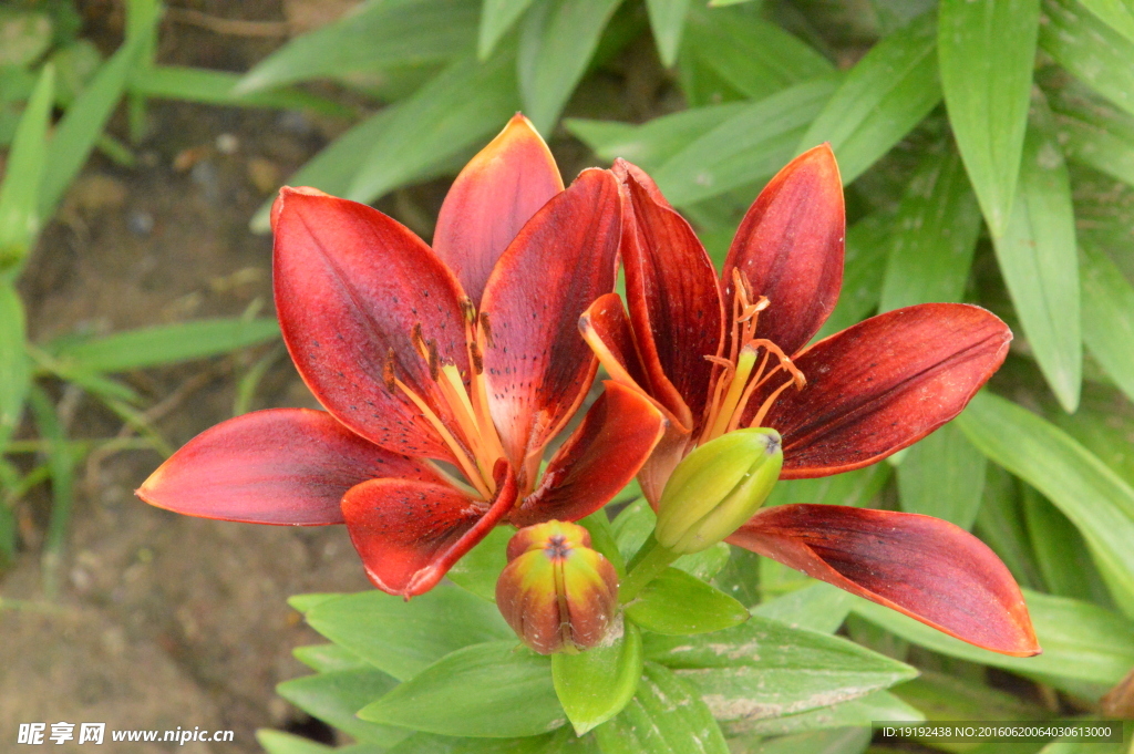 百合花